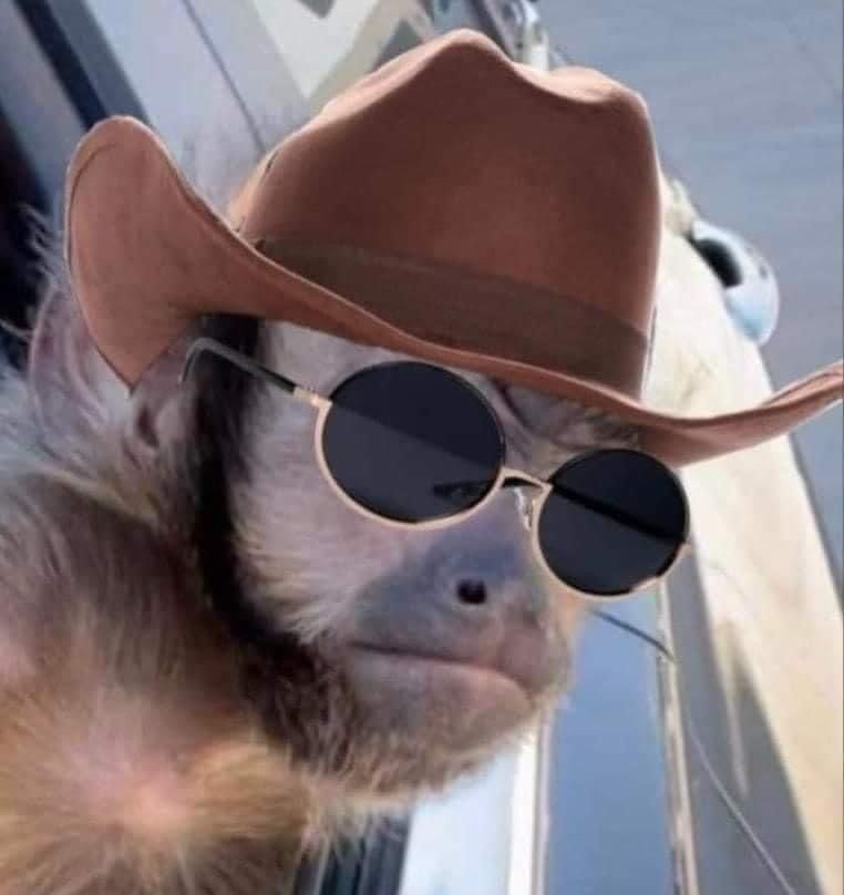 Changuito con sombrero vaquero y lentes oscuros